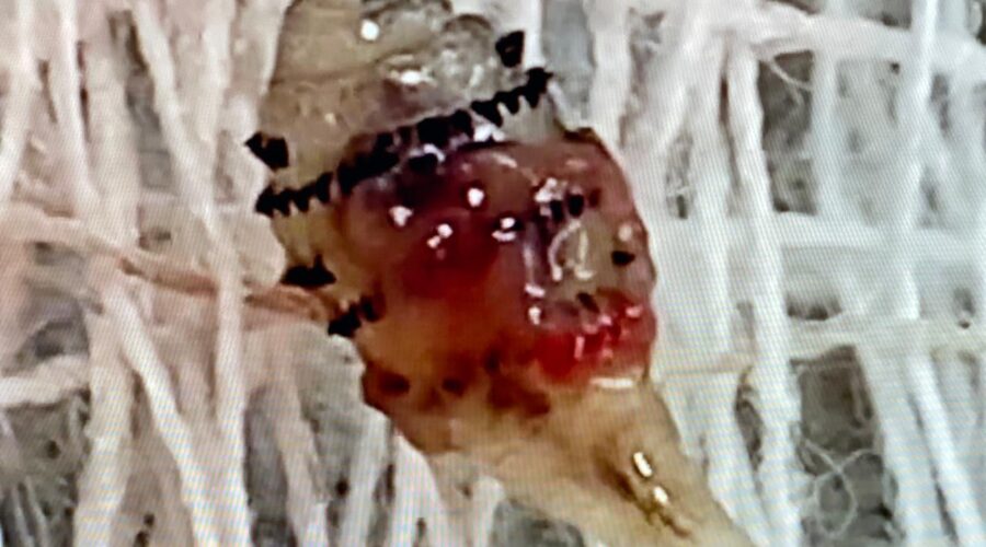 Boró: Expremido, Hoje, por Enfermeiro do Centro Cirúrgico, Após Tentativa na Quinta e Sexta-feiras. Galeria do Instituto Nacional do Seguro Social - INSS, Bairro Centro, Juiz de Fora, Minas Gerais/MG, Brasil. Registro de Capoeira Mestre Polêmico - Professor Doutor João Couto Teixeira. IMG_7118. 211,5 MB. 09h56. Segunda-feira, 21 de Outubro de 2024. HD 1080p. MOV. Universidade Livre de Estudos Culturais da Capoeira - Universidade da Capoeira - UNICAPOEIRA, Instituto de Educação Socioambiental - IESAMBI, Associação de Capoeira - ASCA e Grupo de Capoeira MEIA LUA - Fundado Terça-feira, 29 de Maio de 1962. Seja membro deste canal e ganhe benefícios: https://www.youtube.com/channel/UCE6HrA5Y_VZ4-hgw8FG13aw/join PIX - polemico72@hotmail.com