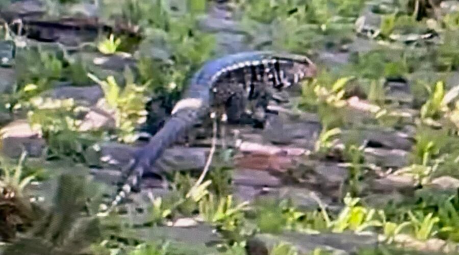 Lagarto Teiú-gigante - Salvator merianae: Família Teiidae, Ordem Squamata. Rua Antônio Carlos Pereira, próximo ao Elevador de Guerrilha da Piscina, Condomínio Residencial Tigüéra, Juiz de Fora, Minas Gerais/MG, Brasil. Registro de Capoeira Mestre Polêmico - Professor Doutor João Couto Teixeira. IMG_0137. 197,9 MB. 14h37. Sexta-feira, 01 de Novembro de 2024. HD 1080p. MOV. Universidade Livre de Estudos Culturais da Capoeira - Universidade da Capoeira - UNICAPOEIRA, Instituto de Educação Socioambiental - IESAMBI, Associação de Capoeira - ASCA e Grupo de Capoeira MEIA LUA - Fundado Terça-feira, 29 de Maio de 1962. Seja membro deste canal e ganhe benefícios: https://www.youtube.com/channel/UCE6HrA5Y_VZ4-hgw8FG13aw/join PIX - polemico72@hotmail.com