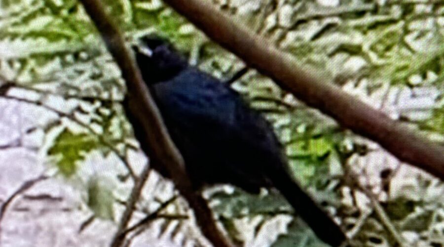 Tiê-preto: Tchyphonus coronatus. Família Thraupidae. Jardim, Quintal Alto, Entrada, Tigüéra 360, Juiz de Fora, Minas Gerais/MG, Brasil. Registro de Capoeira Mestre Polêmico - Professor João Couto Teixeira. IMG_7934. 517,5 MB. 08h26. Quarta-feira, 04 de Dezembro de 2024. HD 1080p. MOV. Universidade Livre de Estudos Culturais da Capoeira - Universidade da Capoeira - UNICAPOEIRA, Instituto de Educação Socioambiental - IESAMBI, Associação de Capoeira - ASCA e Grupo de Capoeira MEIA LUA - Fundado Terça-feira, 29 de Maio de 1962. Orquestra Harmônica de Berimbaus. http://universidadedacapoeira.com/ Seja membro deste canal e ganhe benefícios: https://www.youtube.com/channel/UCE6HrA5Y_VZ4-hgw8FG13aw/join PIX - polemico72@hotmail.com