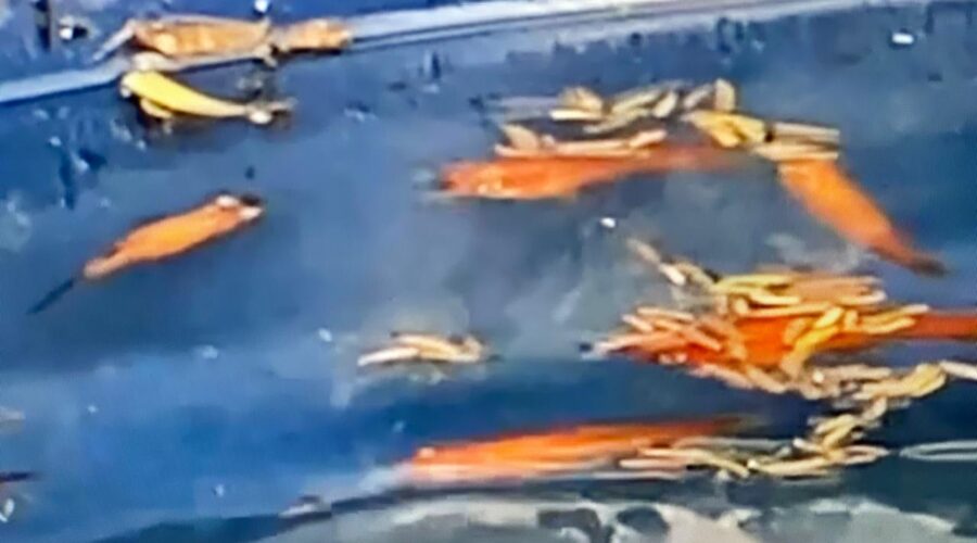 Peixes: Gupe, Espada e Platy. Jardim, Quintal Alto, Adubeira, Chafariz, Tigüéra 360, Juiz de Fora, Minas Gerais/MG, Brasil. Registro de Capoeira Mestre Polêmico - Professor João Couto Teixeira. IMG_5301. 114,1 MB. 13h35. Quarta-feira, 27 de Agosto de 2025. HD 1080p. MOV. Universidade Livre de Estudos Culturais da Capoeira - Universidade da Capoeira - UNICAPOEIRA, Instituto de Educação Socioambiental - IESAMBI, Associação de Capoeira - ASCA e Grupo de Capoeira MEIA LUA - Fundado Terça-feira, 29 de Maio de 1962. Orquestra Harmônica de Berimbaus. http://universidadedacapoeira.com/ Seja membro deste canal e ganhe benefícios: https://www.youtube.com/channel/UCE6HrA5Y_VZ4-hgw8FG13aw/join PIX - polemico72@hotmail.com