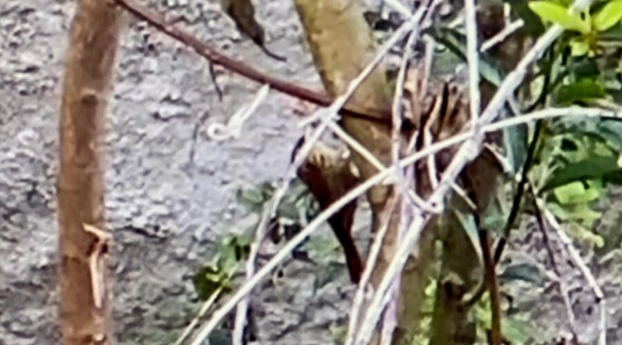 Picapauzinho Marrom e Beje: Quintal Alto, Adubeira, Garagem, Tigüéra 360, Juiz de Fora, Minas Gerais/MG, Brasil. Registro de Capoeira Mestre Polêmico - Professor João Couto Teixeira. IMG_5312. 362,2 MB. 08h33. Quarta-feira, 27 de Agosto de 2025. HD 1080p. MOV. Universidade Livre de Estudos Culturais da Capoeira - Universidade da Capoeira - UNICAPOEIRA, Instituto de Educação Socioambiental - IESAMBI, Associação de Capoeira - ASCA e Grupo de Capoeira MEIA LUA - Fundado Terça-feira, 29 de Maio de 1962. Orquestra Harmônica de Berimbaus. http://universidadedacapoeira.com/ Seja membro deste canal e ganhe benefícios: https://www.youtube.com/channel/UCE6HrA5Y_VZ4-hgw8FG13aw/join PIX - polemico72@hotmail.com