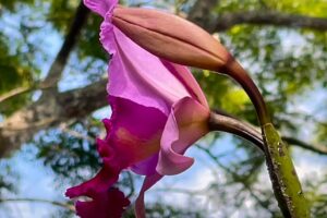 Orquidea Catleia, Jacarandá, Jabota, Tizin e Traça. Quintal Alto, Adubeira, Garagem, Tigüéra 360, Juiz de Fora, Minas Gerais/MG, Brasil. Registro de Capoeira Mestre Polêmico - Professor Doutor João Couto Teixeira. IMG_7548. 3,85 GB. 14h23. Segunda-feira, 11 de Dezembro de 2022. HD 1080p. MOV. Universidade Livre de Estudos Culturais da Capoeira - Universidade da Capoeira - UNICAPOEIRA, Instituto de Educação Socioambiental - IESAMBI, Associação de Capoeira - ASCA e Grupo de Capoeira MEIA LUA - Fundado Terça-feira, 29 de Maio de 1962. Orquestra Harmônica de Berimbaus. http://universidadedacapoeira.com/ Seja membro deste canal e ganhe benefícios: https://www.youtube.com/channel/UCE6HrA5Y_VZ4-hgw8FG13aw/join PIX - polemico72@hotmail.com