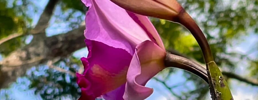 Orquidea Catleia, Jacarandá, Jabota, Tizin e Traça. Quintal Alto, Adubeira, Garagem, Tigüéra 360, Juiz de Fora, Minas Gerais/MG, Brasil. Registro de Capoeira Mestre Polêmico - Professor Doutor João Couto Teixeira. IMG_7548. 3,85 GB. 14h23. Segunda-feira, 11 de Dezembro de 2022. HD 1080p. MOV. Universidade Livre de Estudos Culturais da Capoeira - Universidade da Capoeira - UNICAPOEIRA, Instituto de Educação Socioambiental - IESAMBI, Associação de Capoeira - ASCA e Grupo de Capoeira MEIA LUA - Fundado Terça-feira, 29 de Maio de 1962. Orquestra Harmônica de Berimbaus. http://universidadedacapoeira.com/ Seja membro deste canal e ganhe benefícios: https://www.youtube.com/channel/UCE6HrA5Y_VZ4-hgw8FG13aw/join PIX - polemico72@hotmail.com