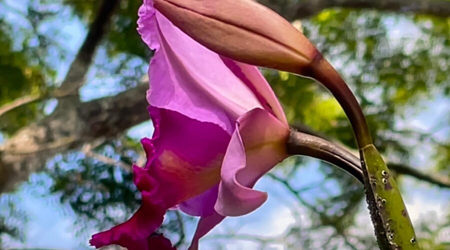 Orquidea Catleia, Jacarandá, Jabota, Tizin e Traça. Quintal Alto, Adubeira, Garagem, Tigüéra 360, Juiz de Fora, Minas Gerais/MG, Brasil. Registro de Capoeira Mestre Polêmico - Professor Doutor João Couto Teixeira. IMG_7548. 3,85 GB. 14h23. Segunda-feira, 11 de Dezembro de 2022. HD 1080p. MOV. Universidade Livre de Estudos Culturais da Capoeira - Universidade da Capoeira - UNICAPOEIRA, Instituto de Educação Socioambiental - IESAMBI, Associação de Capoeira - ASCA e Grupo de Capoeira MEIA LUA - Fundado Terça-feira, 29 de Maio de 1962. Orquestra Harmônica de Berimbaus. http://universidadedacapoeira.com/ Seja membro deste canal e ganhe benefícios: https://www.youtube.com/channel/UCE6HrA5Y_VZ4-hgw8FG13aw/join PIX - polemico72@hotmail.com