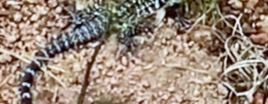 Lagarto Teiú-gigante - Salvator merianae: Família Teiidae, Ordem Squamata. Quintal Médio, Adubeira/Portão Rua Regina Ladeira Halfeld, Tigüéra 360, Juiz de Fora, Minas Gerais/MG, Brasil. Registro de Capoeira Mestre Polêmico - Professor Doutor João Couto Teixeira. IMG_6108/297. 527,4 MB. 14h13/12h29. Sexta-feira, 03/Terça-feira, 14 de Outubro de 2025. HD 1080p. MOV. Universidade Livre de Estudos Culturais da Capoeira - Universidade da Capoeira - UNICAPOEIRA, Instituto de Educação Socioambiental - IESAMBI, Associação de Capoeira - ASCA e Grupo de Capoeira MEIA LUA - Fundado Terça-feira, 29 de Maio de 1962. Orquestra Harmônica de Berimbaus. http://universidadedacapoeira.com/ Seja membro deste canal e ganhe benefícios: https://www.youtube.com/channel/UCE6HrA5Y_VZ4-hgw8FG13aw/join PIX - polemico72@hotmail.com