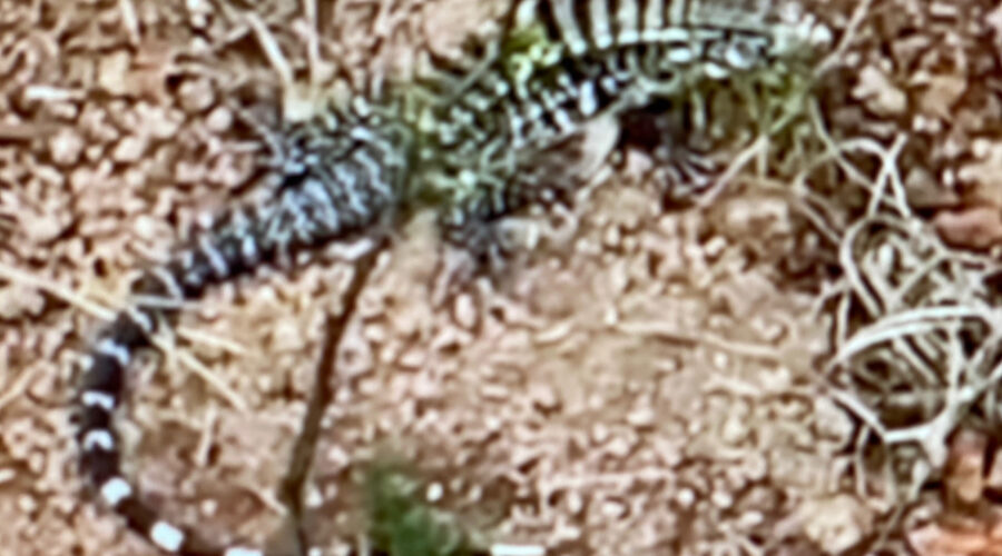 Lagarto Teiú-gigante - Salvator merianae: Família Teiidae, Ordem Squamata. Quintal Médio, Adubeira/Portão Rua Regina Ladeira Halfeld, Tigüéra 360, Juiz de Fora, Minas Gerais/MG, Brasil. Registro de Capoeira Mestre Polêmico - Professor Doutor João Couto Teixeira. IMG_6108/297. 527,4 MB. 14h13/12h29. Sexta-feira, 03/Terça-feira, 14 de Outubro de 2025. HD 1080p. MOV. Universidade Livre de Estudos Culturais da Capoeira - Universidade da Capoeira - UNICAPOEIRA, Instituto de Educação Socioambiental - IESAMBI, Associação de Capoeira - ASCA e Grupo de Capoeira MEIA LUA - Fundado Terça-feira, 29 de Maio de 1962. Orquestra Harmônica de Berimbaus. http://universidadedacapoeira.com/ Seja membro deste canal e ganhe benefícios: https://www.youtube.com/channel/UCE6HrA5Y_VZ4-hgw8FG13aw/join PIX - polemico72@hotmail.com